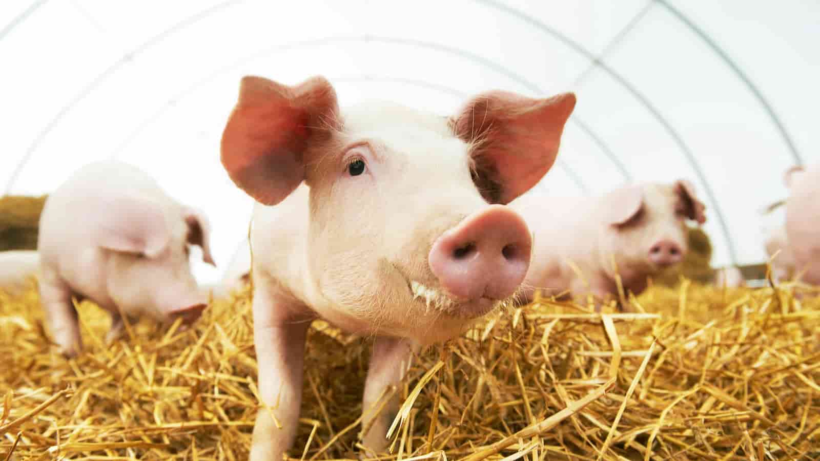 National Pig Day 2024 (US) History, Activities, FAQs, Dates, and Facts About pigs