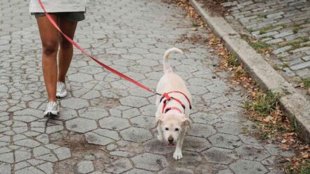 National Walk Your Dog Day 2024 (US) Dates and Activities, Pet Insurance in India