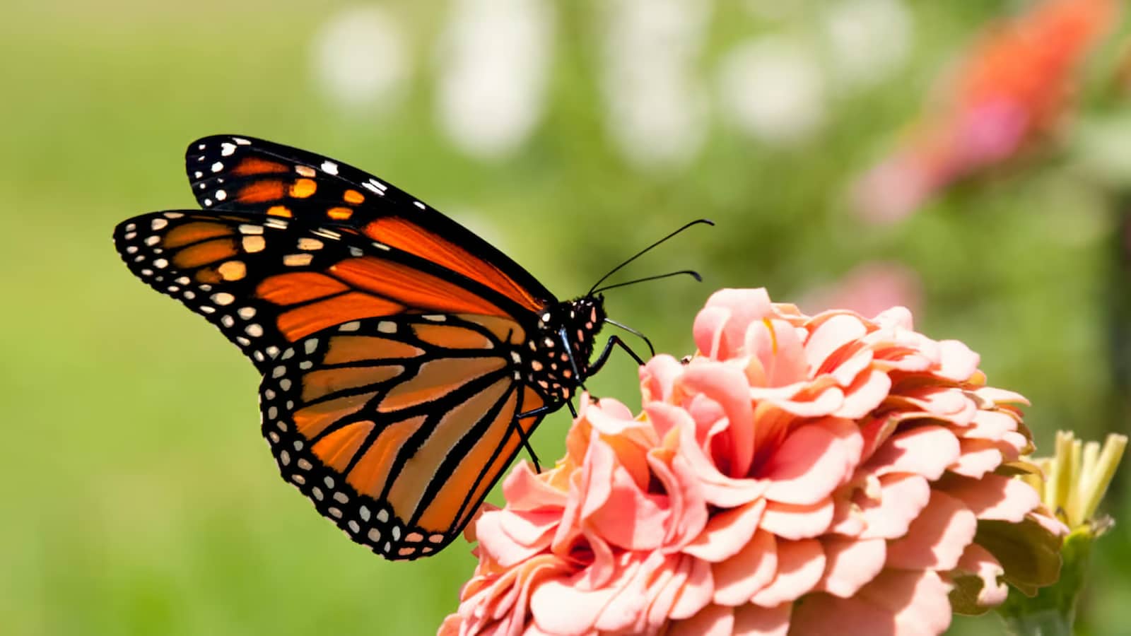 Western Monarch Day 2024 (US) History, FAQs, Dates, Activities, and Facts About Monarch Butterfly