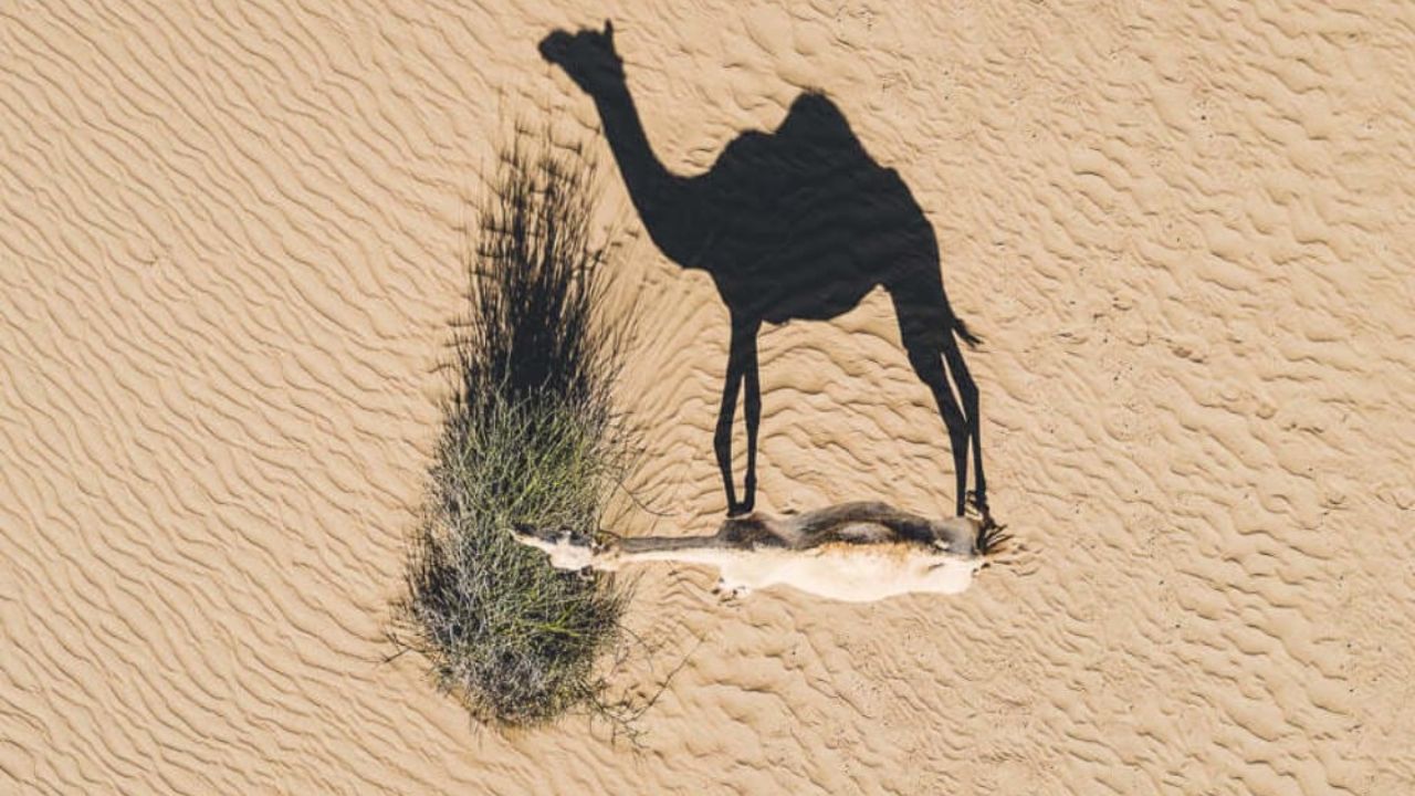 Camel Shadow Picture taken by Drone