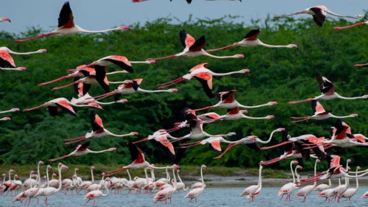 Flock of Flamingos Picture taken by Drone