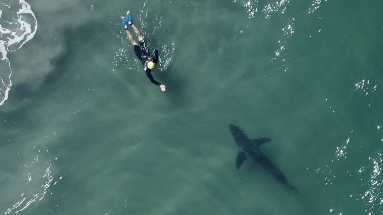 Shark Next to Man Picture taken by Drone