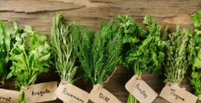 Herbalist Day 2024 Activities, History, FAQs, Dates, and Facts About herbs