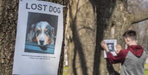 National Lost Dog Awareness Day 2024 (US) History, FAQs, Dates, Activities, and Facts About Missing Dogs