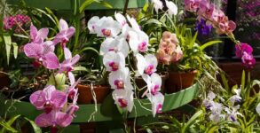 National Orchid Day 2024 (US) Activities, History, FAQs, Dates, and Facts About orchid