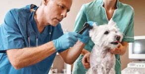 Pet Tech CPR Day 2024 (US) FAQs, Dates, History, and Activities