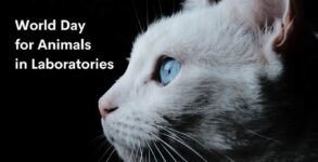 World Day for Animals in Laboratories 2024 (US) History, FAQs, Dates, Activities, and Facts About Animal Testing