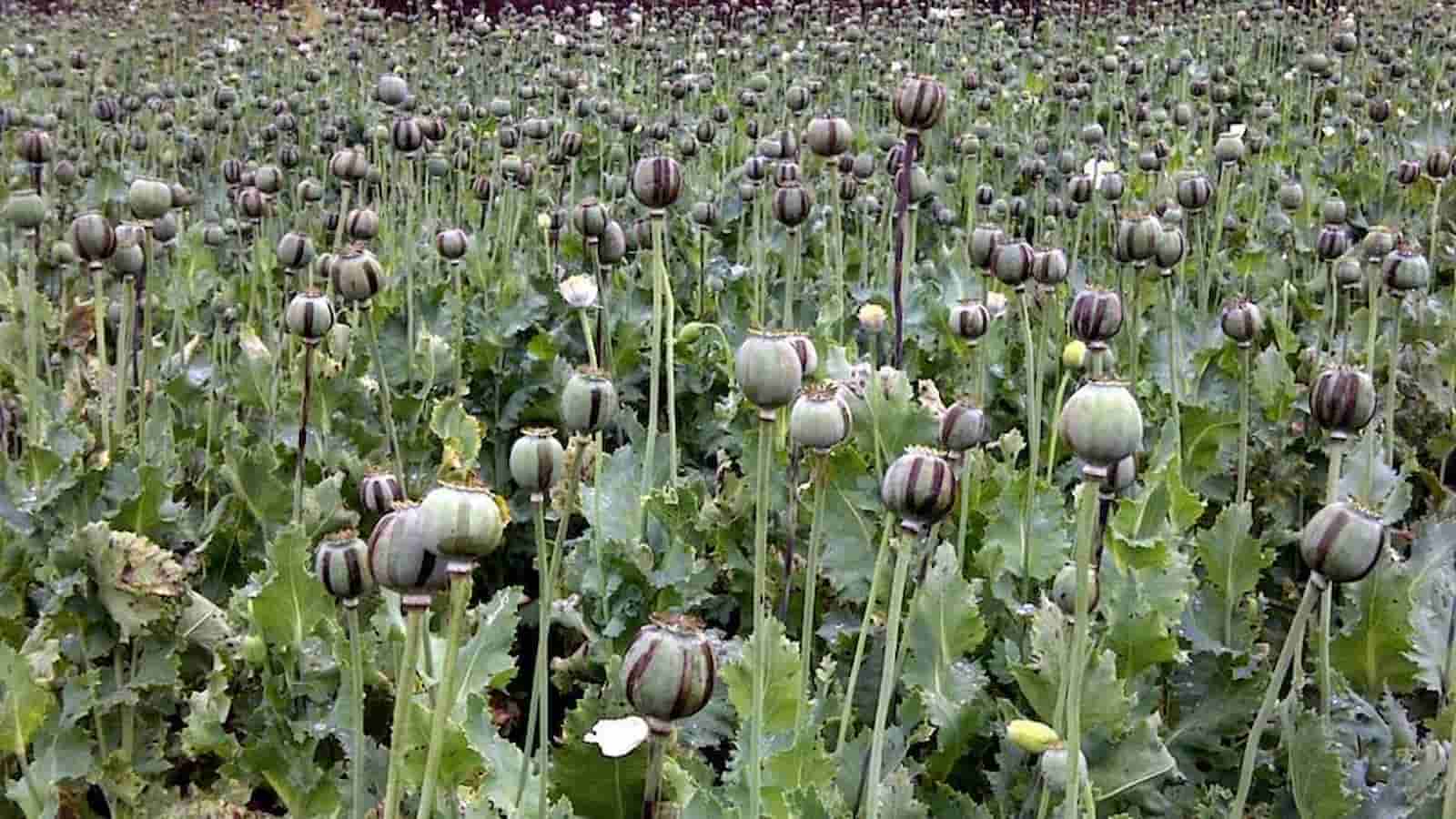 Major Poppy Seizure: Rs 5.58 Crore Worth Confiscated in Jharkhand