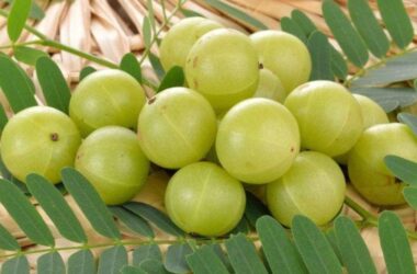Benefits of Amla: Explore the powerful Ayurvedic Rasayana