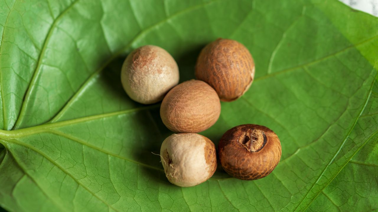Tambula Sevana