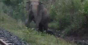 Elephant Gives Birth on Tracks