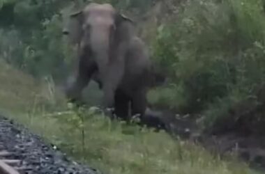 Elephant Gives Birth on Tracks