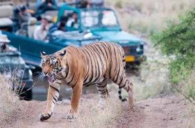 Ranthambore Tiger Reserve, Global Tiger Day 2025