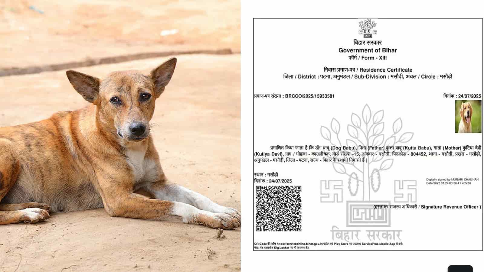Bihar Residence certificate issued in favour of 'dog babu'; FIR lodged against applicant officials