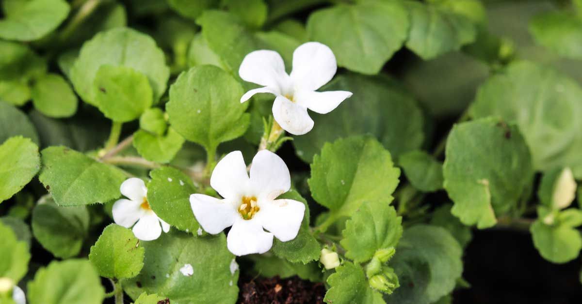 Brahmi