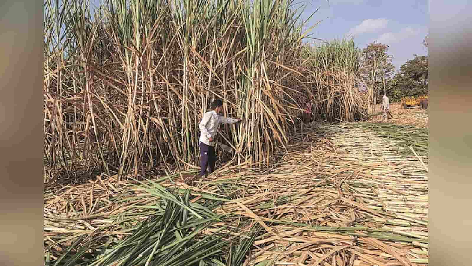 India’s sugar output jumps 43pc in Oct-Nov on strong Maharashtra performance