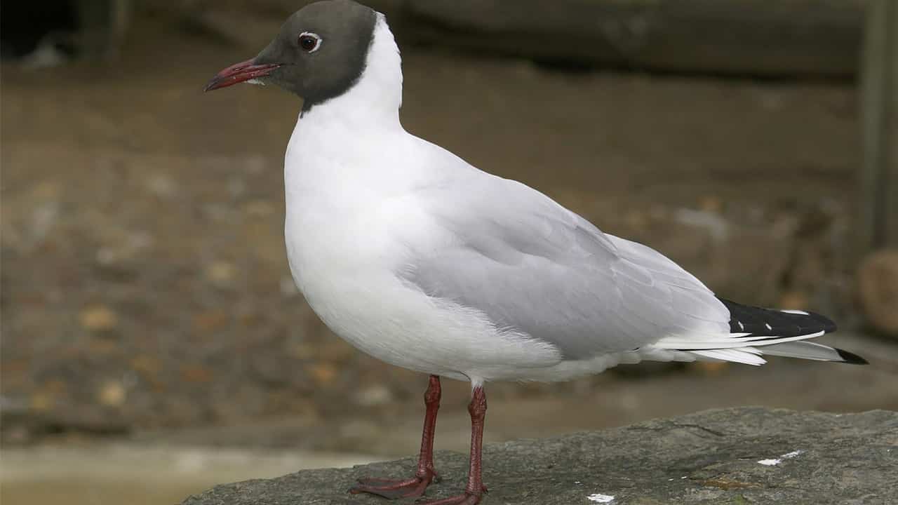 Rare migratory bird sighted in Jharkhand's Sahibganj bird sanctuary