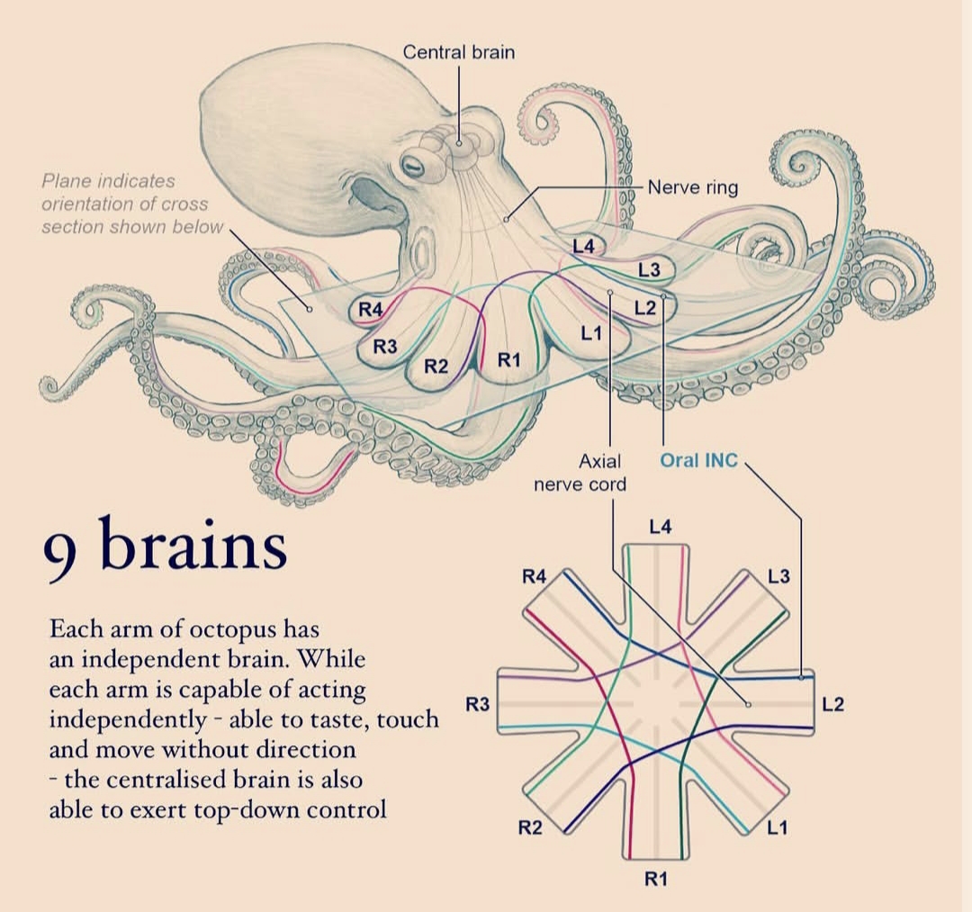 Could This Animal Replace Humans One Day? Oxford Professor Explains Evolution’s Next Chapter