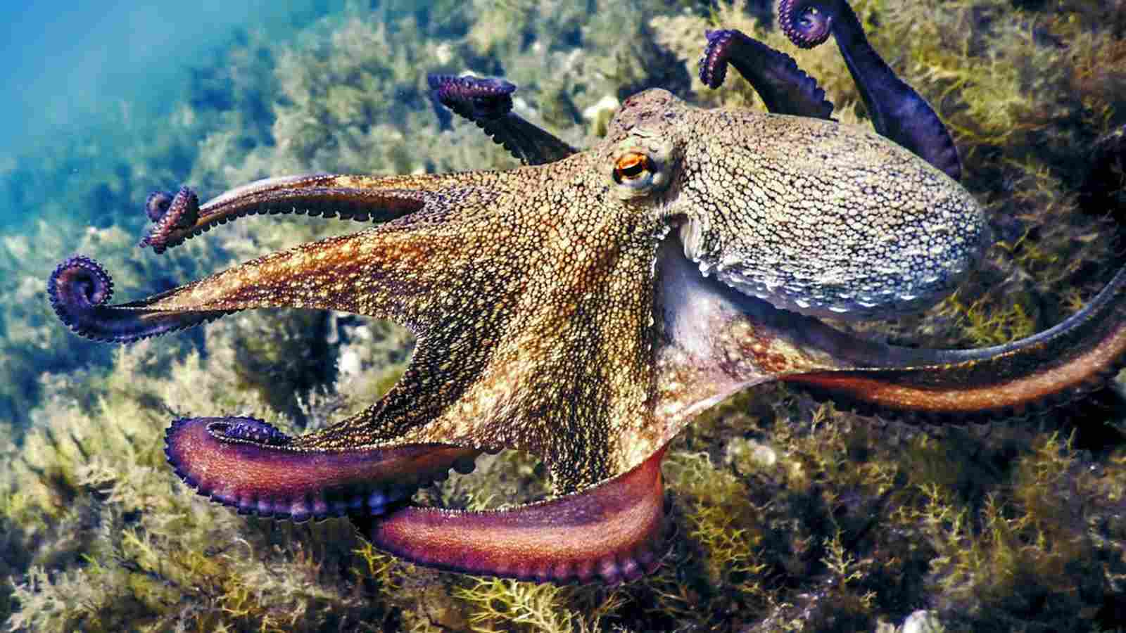Could This Animal Replace Humans One Day? Oxford Professor Explains Evolution’s Next Chapter