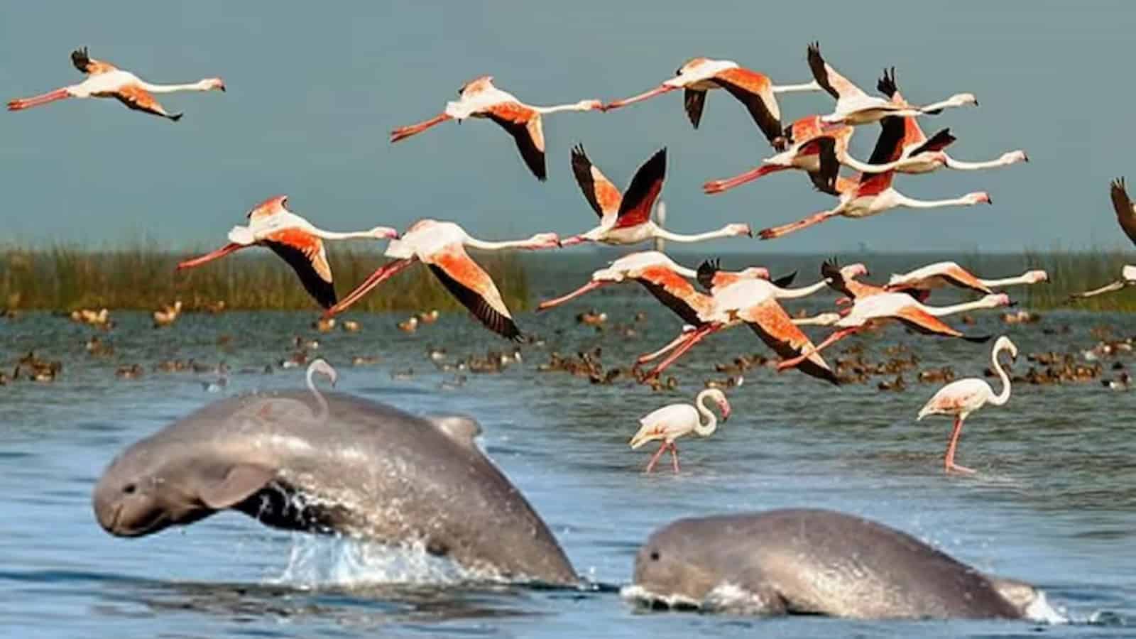 4.21 lakh migratory birds spotted in Odisha's Hirakud reservoir