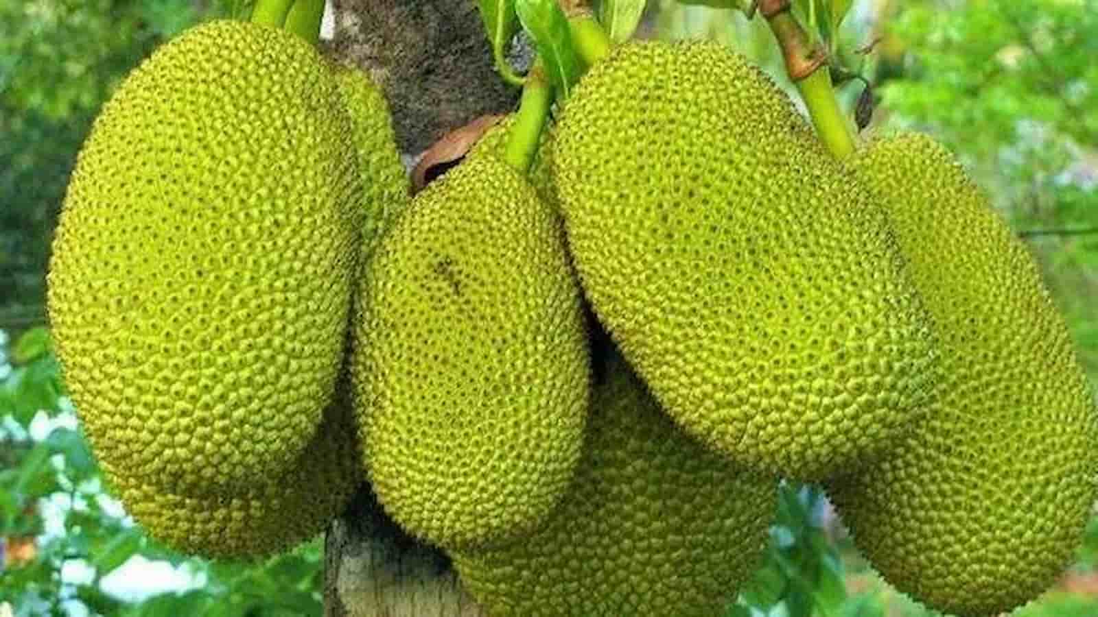 Jackfruit falls on elderly man