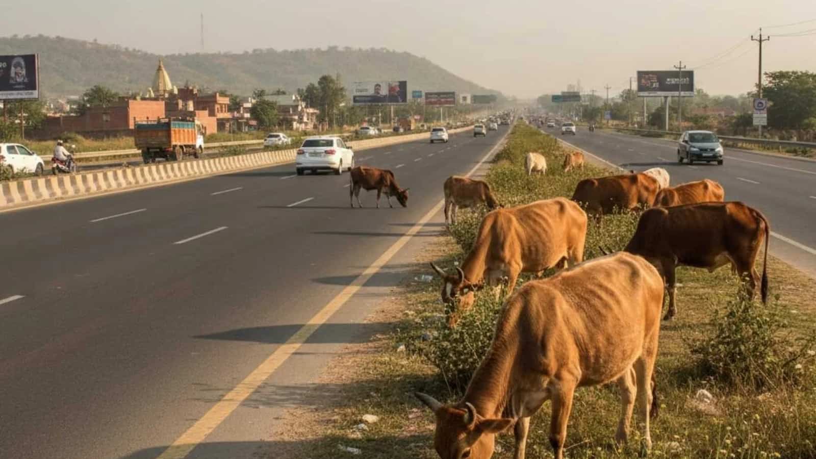 SC seeks response from Centre, others on plea to prevent cattle intrusion on highways