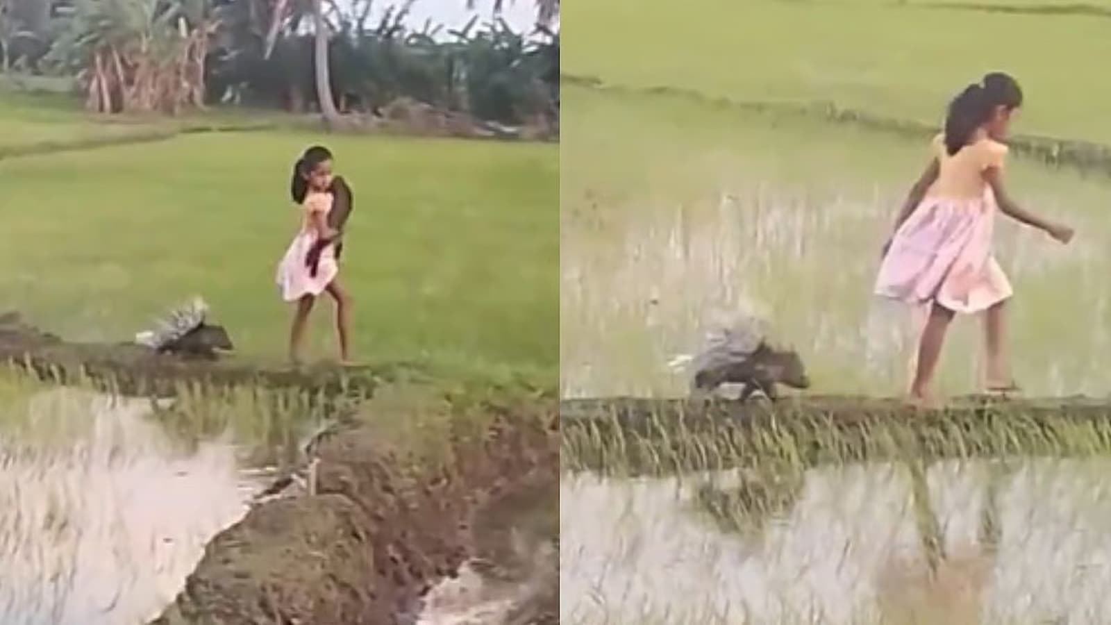 Sri Lankan Girl and Tiny Porcupine 