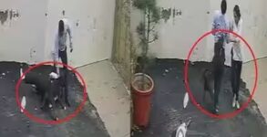 Patiala Pit Bull Attack