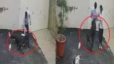 Patiala Pit Bull Attack