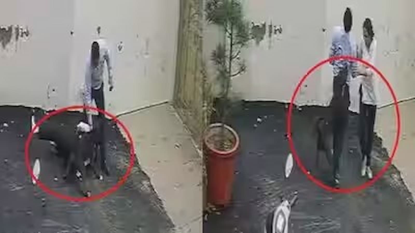 Patiala Pit Bull Attack