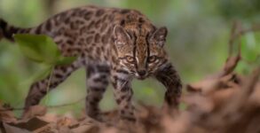 Wild Tiger Cat From Bolivia