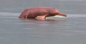 Bihar’s Gangetic Dolphin Population