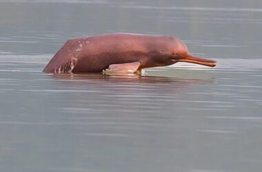 Bihar’s Gangetic Dolphin Population