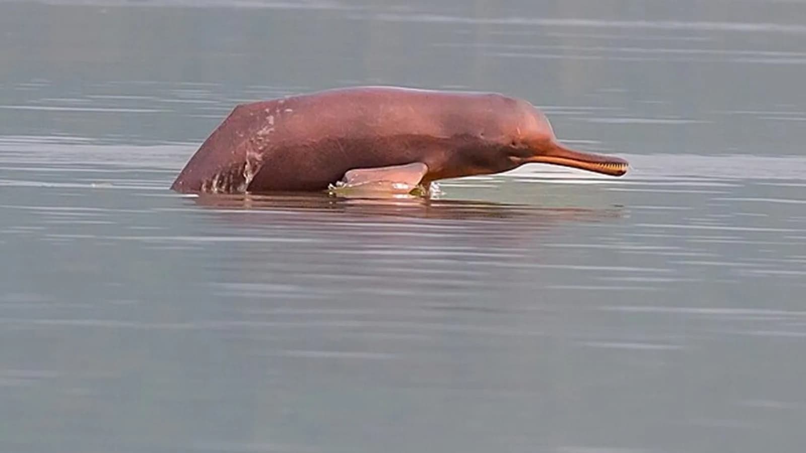 Bihar’s Gangetic Dolphin Population