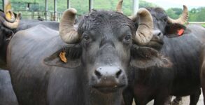 Buffaloes Seized In Bhopal