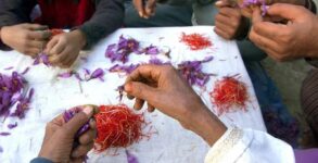 Kashmir Saffron Decline