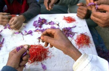 Kashmir Saffron Decline