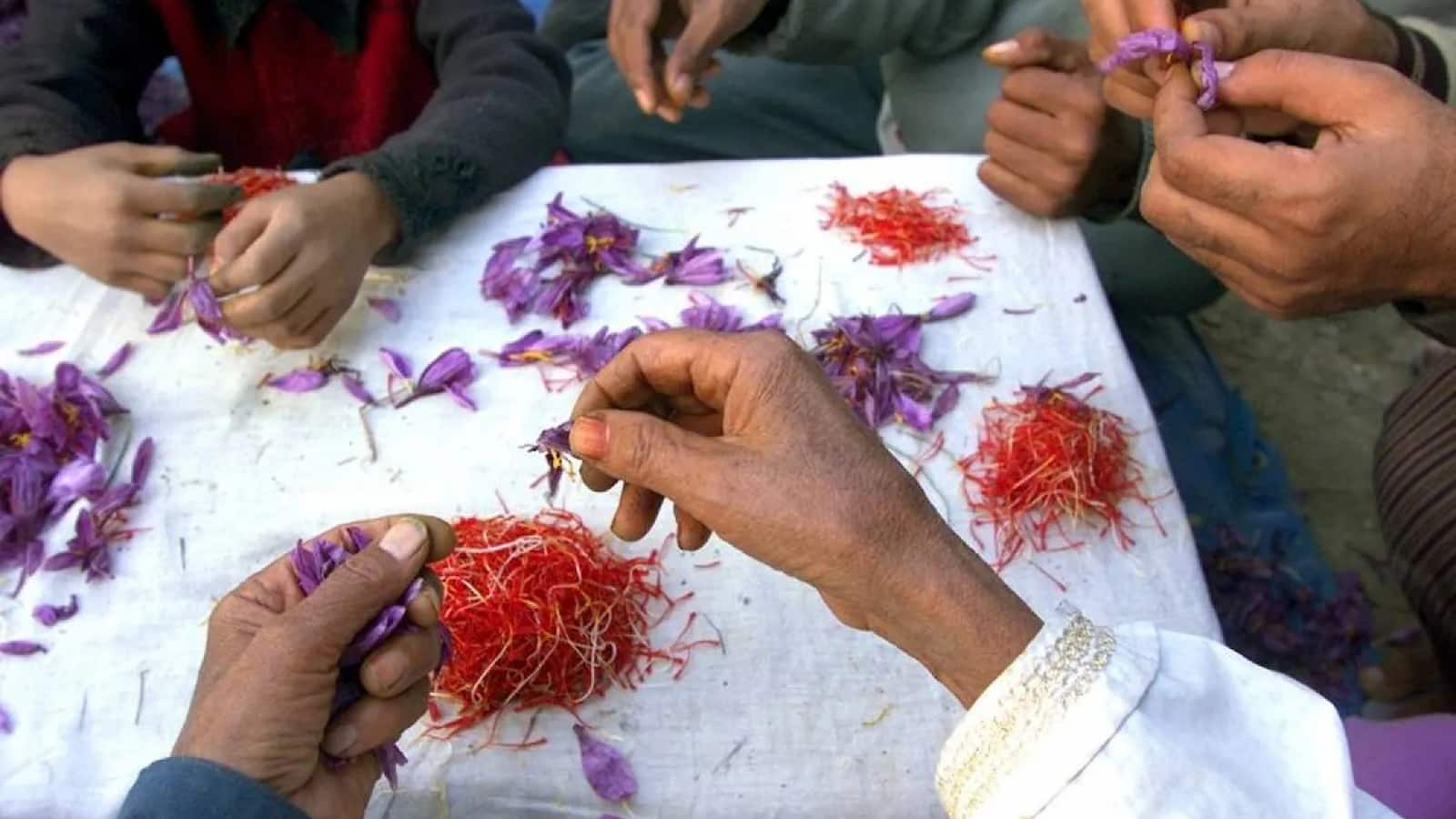Kashmir Saffron Decline