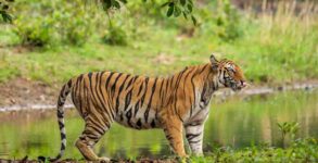 Nameri Tiger Reserve Rise