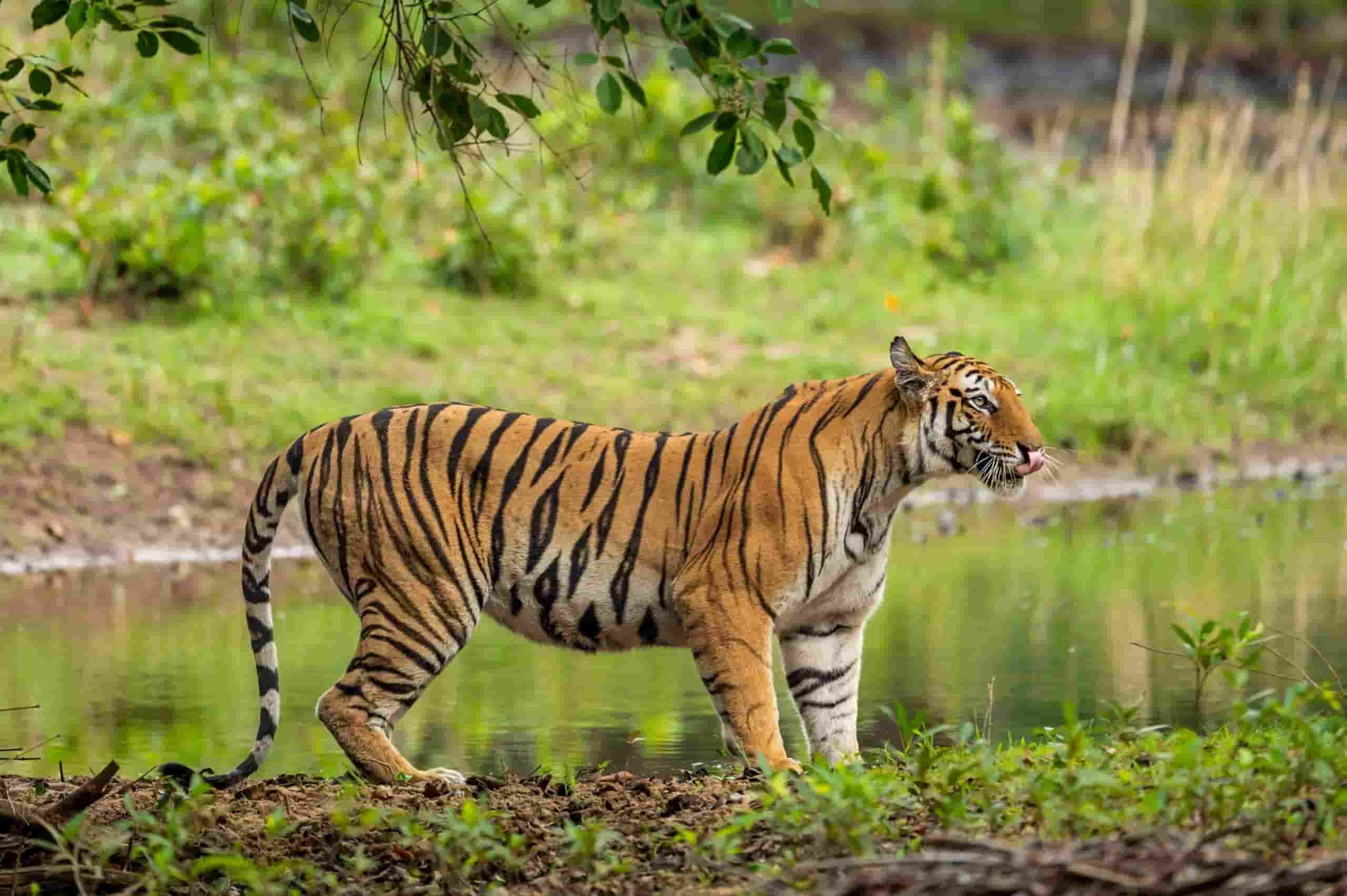 Nameri Tiger Reserve Rise