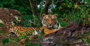 International Tiger Day 2020: Date, history and facts about big cats you never knew
