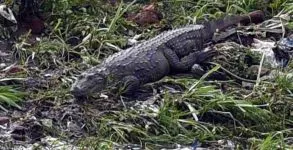 Croc