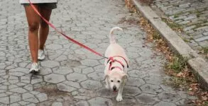 National Walk Your Dog Day 2024 (US) Dates and Activities