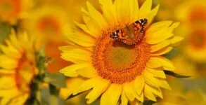 Yellow Flowers on March 21