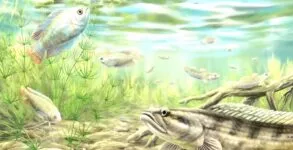 Fish Fossils in Dehradun