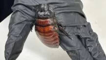 100,000 Exotic Cockroaches Seized in Australia: Cockroaches Worth USD 142,000 Confiscated in Largest Invertebrate Seizure